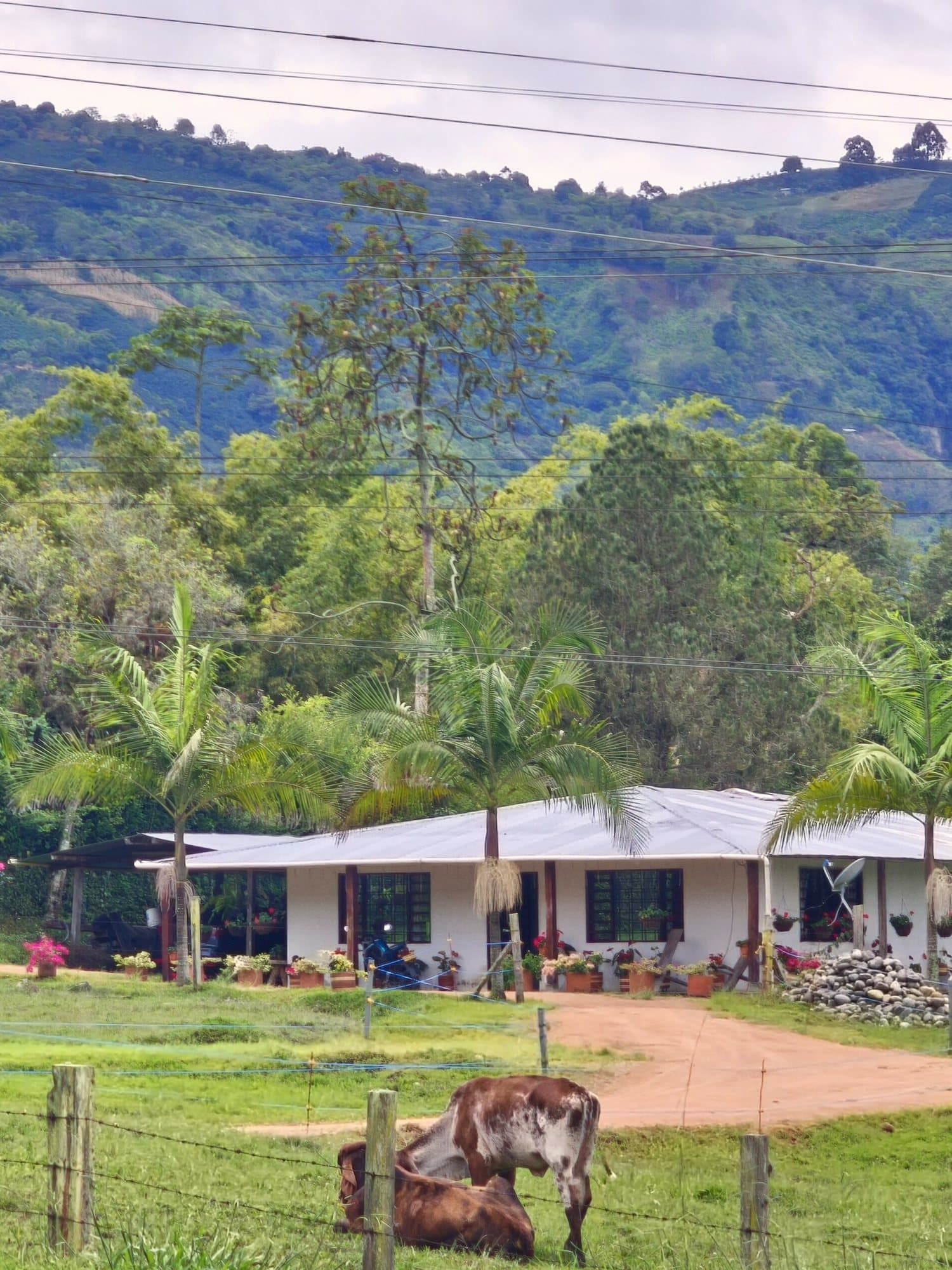 A finca in the mountains of Huila, Colombia at golden hour