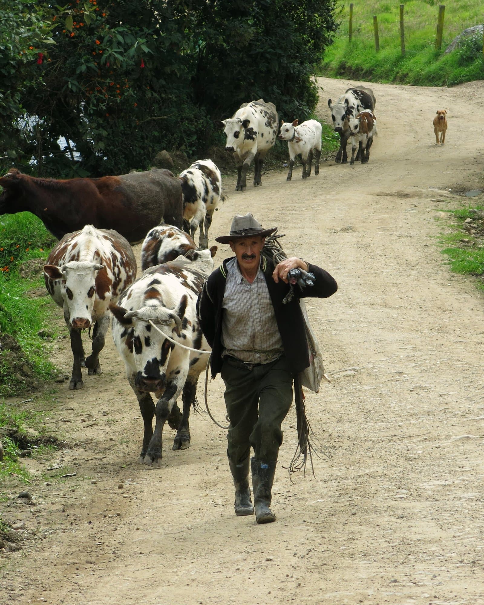 A campesino walking a rural road in Colombia with his cattle